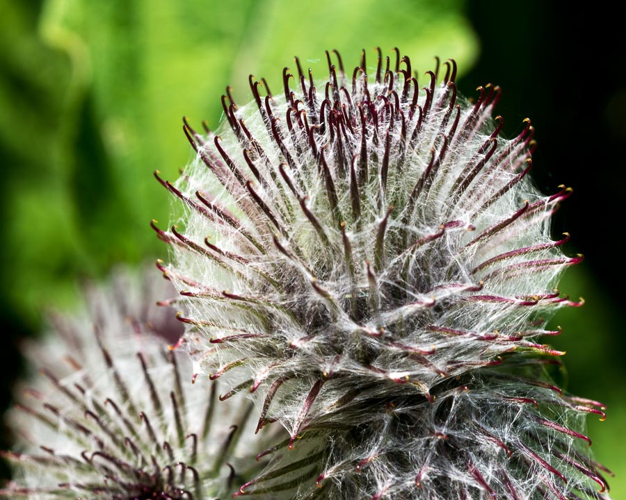 Arctium nemorosum / Bardana selvatica